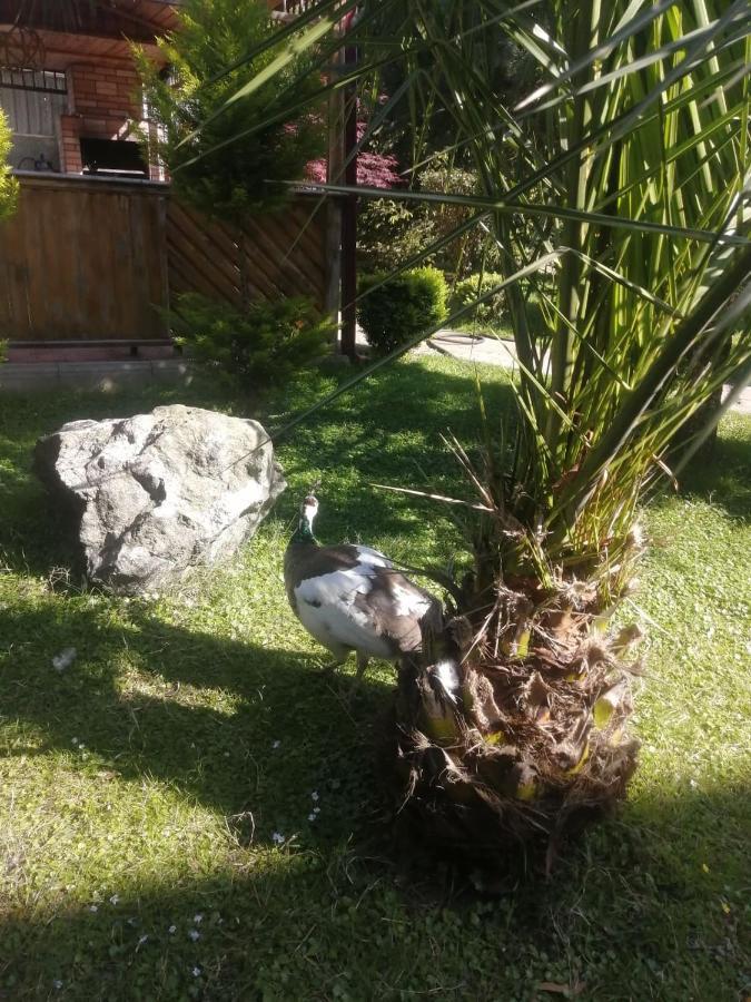 Vacation Home Nukri 高尼奥 外观 照片